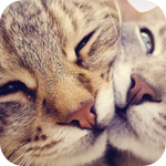 Аватар Кошка с котенком