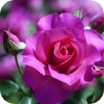 99px.ru аватар Розовая роза