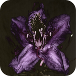 99px.ru аватар Темно фиолетовый цветок