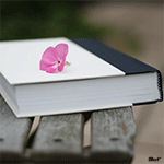 Аватар Книга, на которой лежит розовый цветок