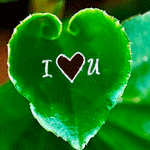 Аватар На зеленом листке фраза `I love U / Я люблю тебя`