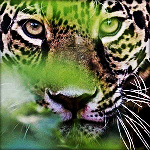 99px.ru аватар Леопард смотрит из - под листьев