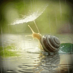 99px.ru аватар Улитка на листике плывущем по воде под дождем