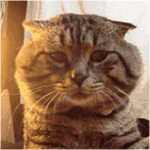 Аватар Прикольный кот надувает щеки