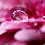 99px.ru аватар Капелька росы поблескивает и искрится на цветке
