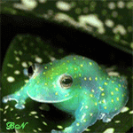 99px.ru аватар Переливающаяся зеленая лягушка на бело-зеленом листке