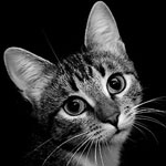 99px.ru аватар Грустное выражение на кошачьей морде