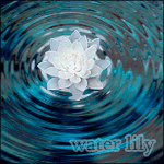 Аватар Белая кувшинка на воде ( Water lily / Водяная лилия)