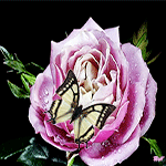 99px.ru аватар Черно-желтая бабочка сидит на розовой розе на черном фоне, которая в каплях воды