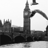 Аватар Птицы пролетают на фоне Биг Бена / Big Ben, Лондон, Англия / London, England