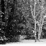 99px.ru аватар Снегопад над лесом