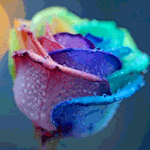 99px.ru аватар Капли росы мерцают на разноцветной розе