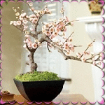 99px.ru аватар Цветущая сакура в кашпо, растущая в форме бонзая стоит на столе