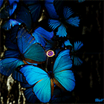 99px.ru аватар Голубые бабочки сидят на дереве, между ними сверкающие часы