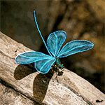 99px.ru аватар Стрекоза с переливающимися голубыми крыльями
