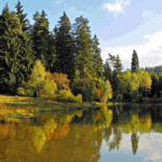 99px.ru аватар Озеро у леса