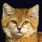 Аватар Мордочка котенка на черном фоне