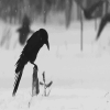 99px.ru аватар Черный ворон сидит на ветке на снегу, мимо него пролетают другие птицы