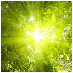99px.ru аватар Солнце светит сквозь листву в летнем лесу