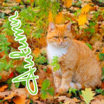 Аватар Рыжий кот сидит на осенних листьях (Autumn)