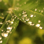 99px.ru аватар Зеленые листья в блестящих капельках воды