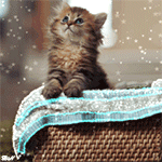 Аватар Котенок Дейзи / Daisy лежит в плетеной корзинке на переливающейся ткани и смотрит вверх, фотограф Бэн Тороде / Ben Torode