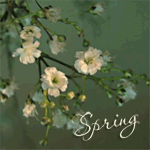Аватар Качающаяся на ветру цветущая ветка (Spring / Весна)