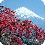 99px.ru аватар Цветущее красными цветами дерево на фоне гор