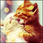 99px.ru аватар Рыжий котенок покусывает белого собрата