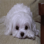 99px.ru аватар Белая лохматая собака, моргая, лежит на диване