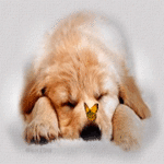 99px.ru аватар Желтая бабочка сидит на носу у щенка золотистого ретривера