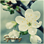99px.ru аватар Веточка цветущей вишни в каплях воды (Spring / Весна)
