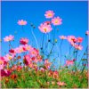 99px.ru аватар Розовые цветы на фоне голубого неба