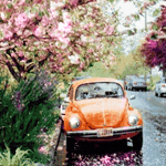 99px.ru аватар Цветущие весенние деревья у дороги с припаркованными автомобилями и цветами от деревьев на мокром асфальте