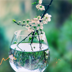 99px.ru аватар Ветка дерева с маленькими белыми цветами в бокале с водой