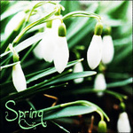 Аватар Весенние, цветущие подснежники (Spring / Весна)