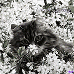 Аватар Кот сидит на ветках вишни (Lovely Spring / Прекрасная Весна)
