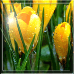 99px.ru аватар Желтые крокусы в утренней росе