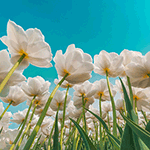 99px.ru аватар Поле из белых тюльпанов на фоне голубого неба