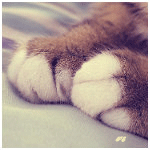 99px.ru аватар Рыжие кошачьи лапки с белыми пальчиками на кровати