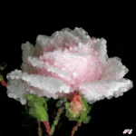 99px.ru аватар Бледно-розовая распустившаяся роза