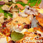 99px.ru аватар Голова рыжего кота с зелеными глазами высунулась из вороха осенних листьев (Autumn / Осень)
