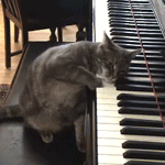 99px.ru аватар Кот, положив голову на клавиши, играет на фортепиано одной лапой