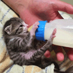 99px.ru аватар Котенок лежит на руках и пьет молоко из бутылочки с соской