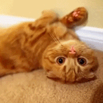 99px.ru аватар Рыжий котенок лежит на бежевом ковре и крутит головой
