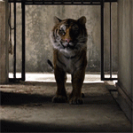 99px.ru аватар Тигр в клетке из фильма Жизнь Пи / Life of Pi