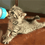 99px.ru аватар Маленький котенок пьет молоко из бутылочки