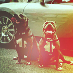 99px.ru аватар Две собаки породы боксер сидят у автомобиля