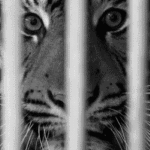99px.ru аватар Рычащий тигр в клетке