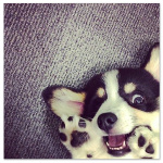 99px.ru аватар Щенок породы вельш-корги / Welsh Corgi лежит на ковре